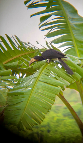 Congo Pied Hornbill