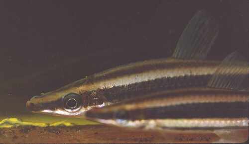 Ternetz's anostomus (Anostomus ternetzi) — Anostomidae — 2