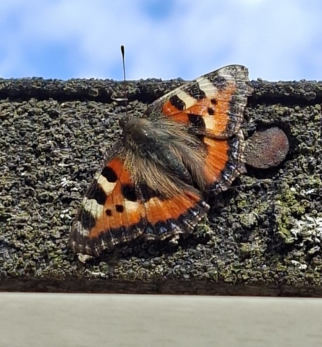 Small Tortoiseshell