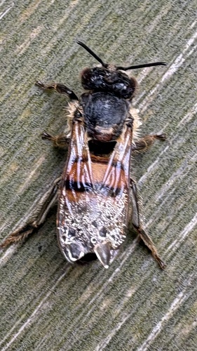 Western Honey Bee