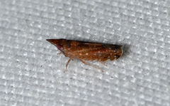 Scaphytopius rubellus