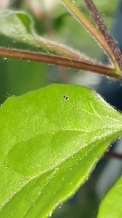 Deuterosminthurus bicinctus