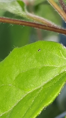 Deuterosminthurus bicinctus