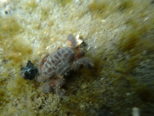 Actaeodes tomentosus observed 2026-08-16