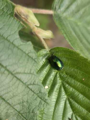 Plagiosterna aenea