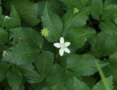 Anemonoides trifolia