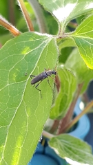 Deuterosminthurus bicinctus