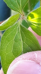 Deuterosminthurus bicinctus