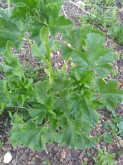 Malva thuringiaca