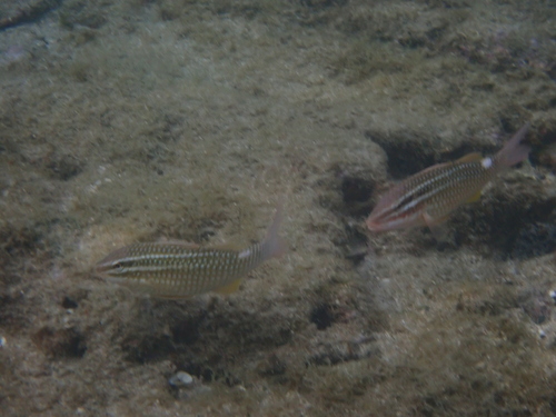 Parupeneus ciliatus observed 2026-08-16