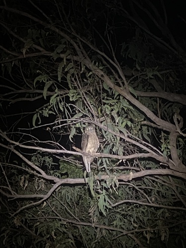 Rufous Owl