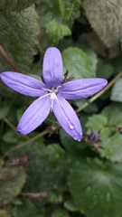 Campanula poscharskyana