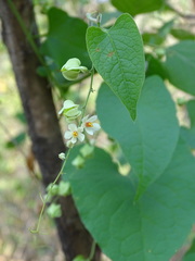 Antigonon flavescens