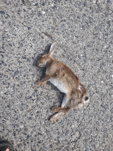 Iberian Rabbit, Portugal, photo 8 of 10