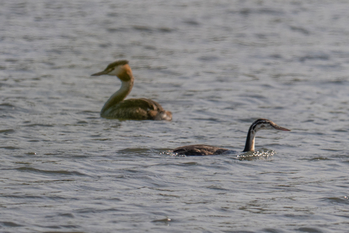 Great Crested Grebe