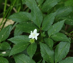 Anemonoides trifolia