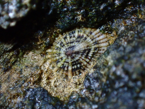 Siphonaria sipho observed 2026-08-16
