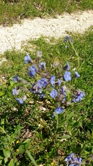 Cynoglottis barrelieri