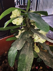 Euphorbia × lomi