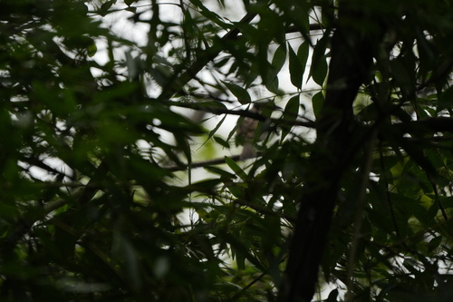 Light-vented Bulbul