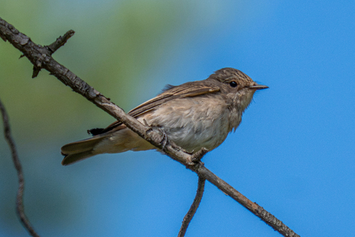 Spotted Flycatcher