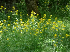 Erysimum aureum