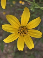 Engelmannia peristenia