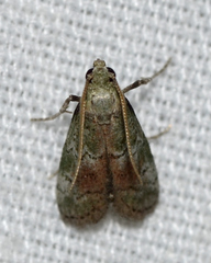 Cacotherapia unipuncta