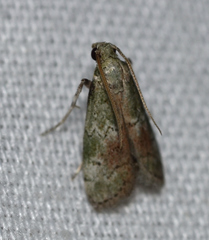 Cacotherapia unipuncta