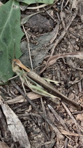 Slender Green-winged Grasshopper