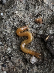 Theatops erythrocephalus