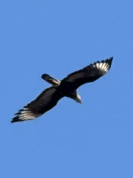 Crested Caracara
