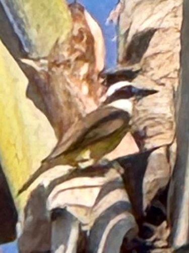 Great Kiskadee
