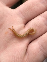 Theatops erythrocephalus