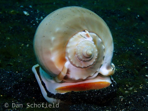 Grey Bonnet Snail