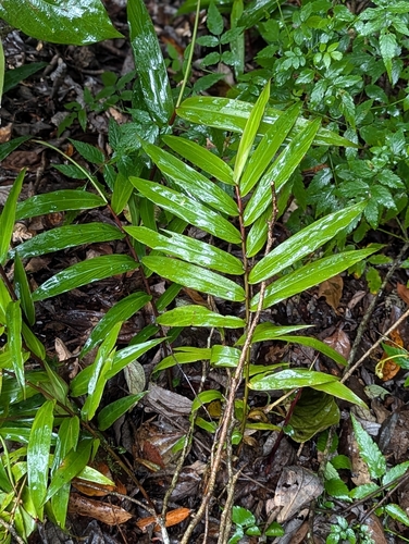 Alpinia modesta observed 2026-08-16