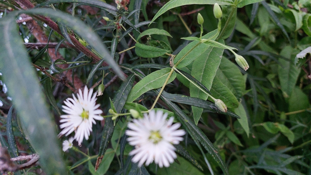 Stellaria radians; photograph (c) Lena Perova, some rights reserved (CC BY)