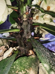 Euphorbia × lomi