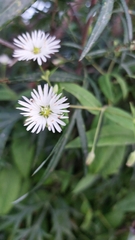 (c) Lena Perova, some rights reserved (CC BY) Stellaria radians, photograph (c) Lena Perova, some rights reserved (CC BY)