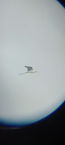 Black-winged Stilt
