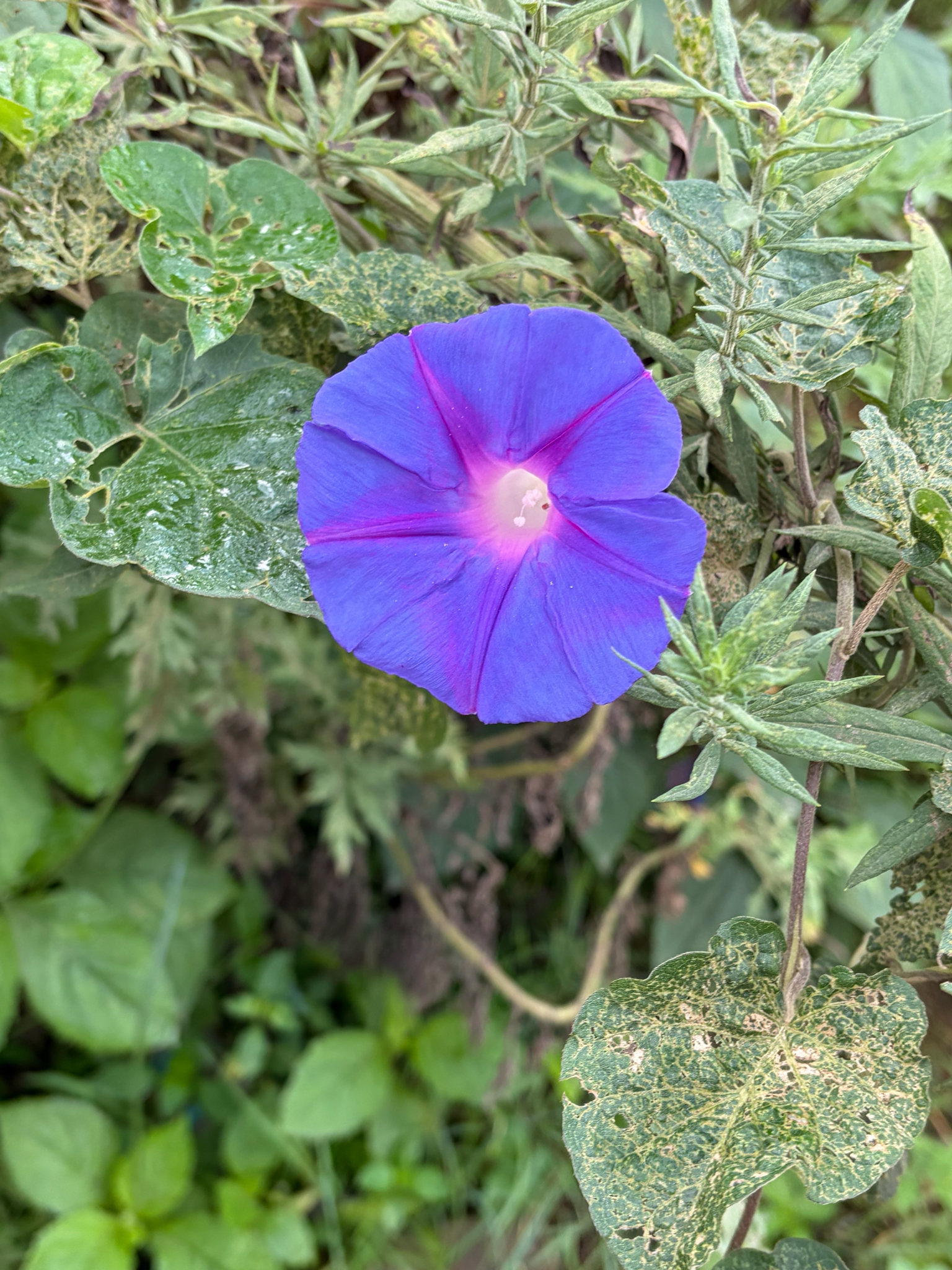 Ipomoea indica — ảnh 3