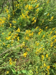 Corydalis crystallina