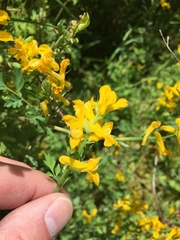 Corydalis crystallina