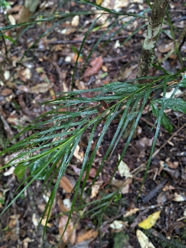 Exocarya sclerioides, 2026-08-16