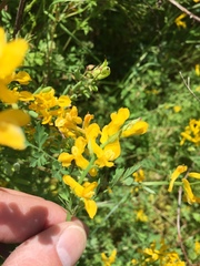 Corydalis crystallina