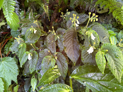 Whytockia sasakii, photograph (c) 黃美滿, some rights reserved (CC BY)