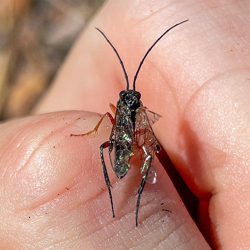 Nematus princeps