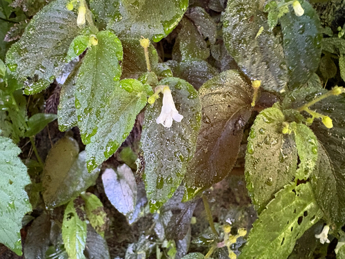 Whytockia sasakii