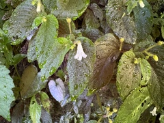 Whytockia sasakii