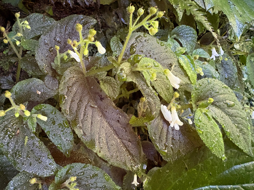 Whytockia sasakii, photograph 1